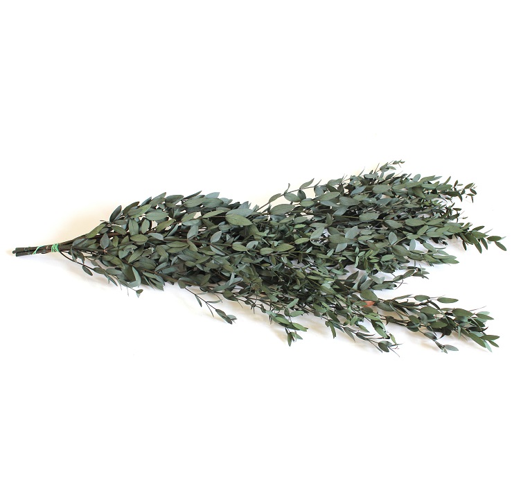 Eucalyptus Parvifolia Stabilized - Green  zväzok